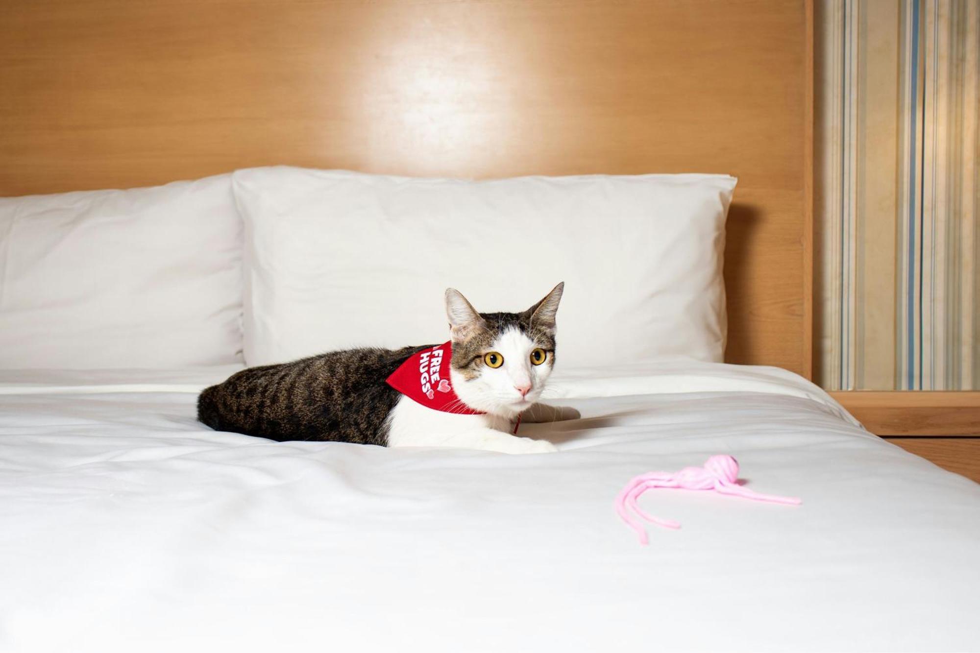 Four Points By Sheraton Cancun Centro Luaran gambar
